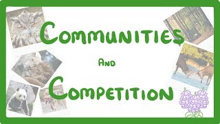 GCSE Biology  Interdependence  Community and Competition 84 [upl. by Alarise965]