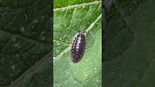 Common Shiny Woodlouse On Bonfire Night woodlouse nature [upl. by Tedi]