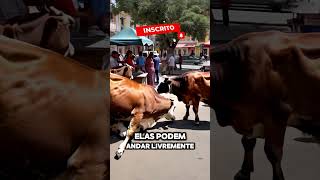 Vacas Na Índia curiosidades [upl. by Sert]