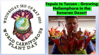 Tepuis to Tucson  Growing Heliamphora in the Sonoran Desert [upl. by Solram]