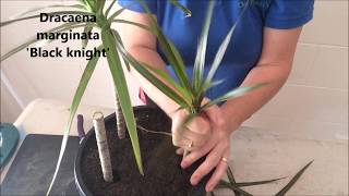 How to Prune amp Propagate your Draceana plants [upl. by Marmaduke]