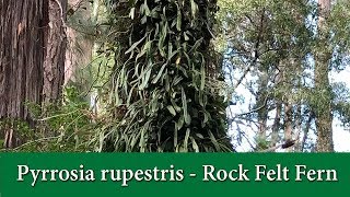 Pyrrosia rupestris  The Rock Felt Fern  A Climbing Fern that grows on Rocks and Trees [upl. by Turne]