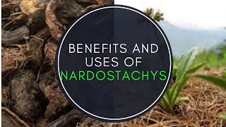 Benefits And Uses Of Nardostachys Jatamansi [upl. by Ivets]