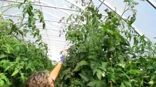 Tomatoes  Doubling Your Yield with Two Main Stems [upl. by Arihs649]