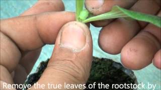 How to graft cucurbits [upl. by Valli]