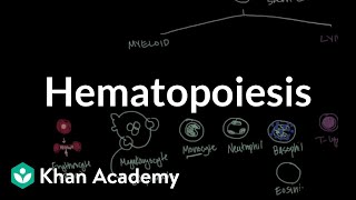 Hematopoiesis  Hematologic System Diseases  NCLEXRN  Khan Academy [upl. by Bruyn978]