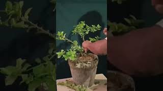 Making a Cherry bonsai [upl. by Lalitta762]