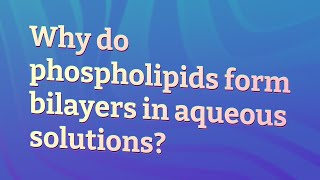 Why do phospholipids form bilayers in aqueous solutions [upl. by Season]