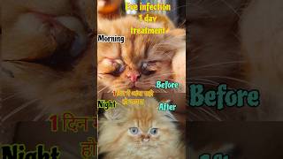 Best cat eye cleaning drop cat eye infection treatment in hindi Best eye cleaning medicinecat pets [upl. by Ztirf]