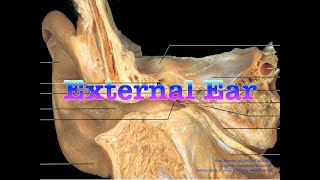 External Ear MBBS BDS Free Anatomy Notes Anatomy Shortcut [upl. by Adelpho491]