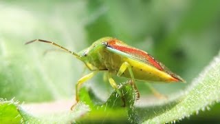 Elasmostethus interstinctus  Shield Bug  Bunte Blattwanze [upl. by Tersina]