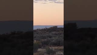 Muley buck in the sage hunting muledeerhunting [upl. by Adidnere398]