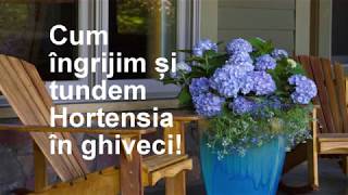 Cum ingrijim si tundem Hortensia in ghiveci [upl. by Yerocaj]