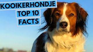 Kooikerhondje  TOP 10 Interesting Facts [upl. by Aihsenek999]