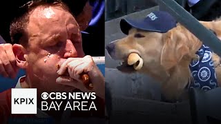 Joey Chestnut BANNED Over Vegan Beef and a Good Boy Enjoying a Ballpark Hotdog [upl. by Holcomb]