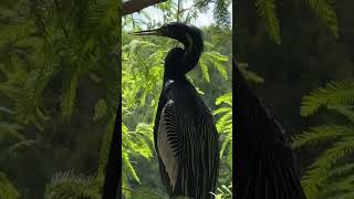 The Anhinga’s Underwater Secret Revealed [upl. by Doll68]