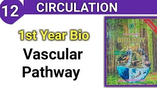 Vascular Pathway  Circulation class 11 bio sindh board [upl. by Ambrogio]