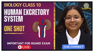 Human excretory System  Class 10  ICSE ISC  By Prateik Sharma [upl. by Dorrahs390]