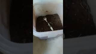 Epsom Salt kaise use kare How to use Epsom salt for plants epsomsaltforplants ytshorts [upl. by Negaem]