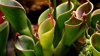 quick video of my heliamphora collection [upl. by Nadiya]