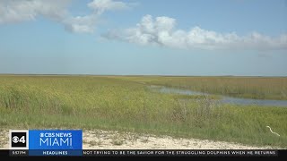 quotInvasive Catfish Condosquot make homes in Florida waters [upl. by Cower]