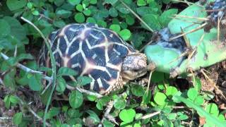 Star Tortoise Wild in Sri Lanka [upl. by Trill]