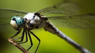 Epic Footage of Dragonflies Hunting [upl. by Chaunce73]