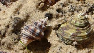 Dog Whelk  Nassarius incrassatus  Litlir Beitukóngar  Sjávarsniglar  Skeldýr [upl. by Assirod]