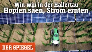 Winwin in der Hallertau Hopfen säen Strom ernten  DER SPIEGEL [upl. by Godbeare524]