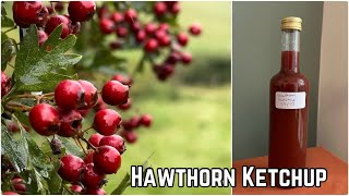 Hawthorn Ketchup Recipe [upl. by Aristotle153]