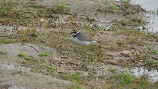 101024 Grand Gravelot Charadrius hiaticula Common Ringed Plover [upl. by Ainel]