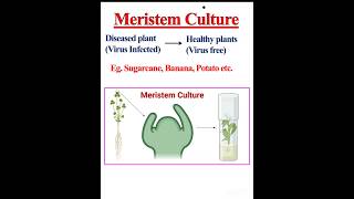 Meristem Culture Shoot tip culture [upl. by Acinomahs]