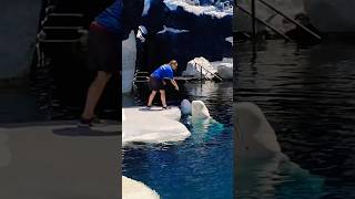 The Beluga whale seaworld belugawhale [upl. by Devehcoy]