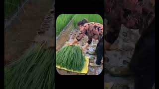 Incredible Japanese Farming Growing Rice on Rooftops amp Using Bamboo for Pesticides [upl. by Elimac]