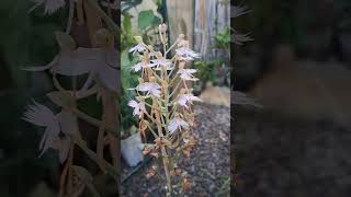 玉鳳蘭 habenaria pink egret 蘭花 plants orchid 植物 [upl. by Dragelin113]