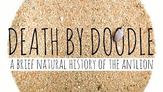 Death by Doodle A Brief Natural History of the Antlion [upl. by Sacks]