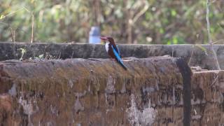 Common kingfisher call [upl. by Minoru944]