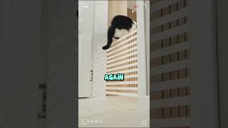 Can Your Cat Jump Higher Than This Amazing Cat Jumps cat yourcat catlovershorts [upl. by Akcinahs]