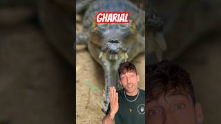 Meet the rarest crocodilian in the world 👀 gharial [upl. by Nnairet]