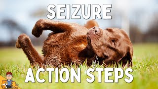 What to Do When Your Dog has a Seizure [upl. by Einnaej]