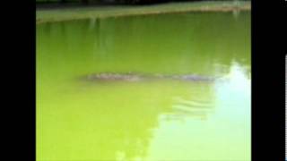 carp shoaling at smallwater lakes france [upl. by Ruby]