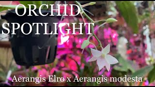 ORCHID SPOTLIGHT I AERANGIS ELRO X AERANGIS MODESTA [upl. by Jari957]