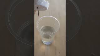 How to Propagate Plants in Water [upl. by Sivia]