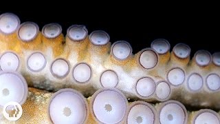 If Your Hands Could Smell You’d Be an Octopus  Deep Look [upl. by Hirsch]