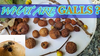 Oak Galls  Oak Apples amp The Oak Gall Wasp [upl. by Nimad298]