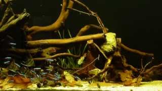 Amazon Biotope Pterophyllum sp Rio Nanay [upl. by Affra]