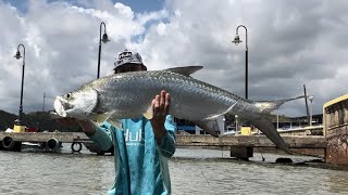 Fishing a boat ramp for MONSTER TARPON [upl. by Verger]