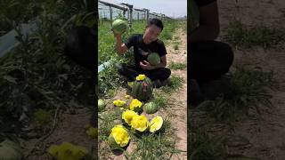 Sweet Delicious Melon🍈🍈 Harvesting from Farm by Rural Farmer satisfying shorts [upl. by Evante]