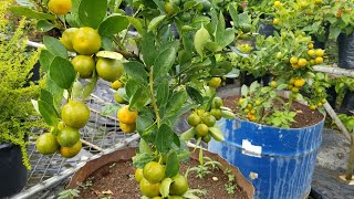 COMO INJERTAR NARANJAS LIMON Y MANDARINA EN UNA MISMA PLANTA Y COMO PODARLAS [upl. by Fulbert535]