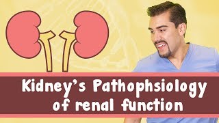 Kidneys Pathophysiology of renal function [upl. by Nylireg801]